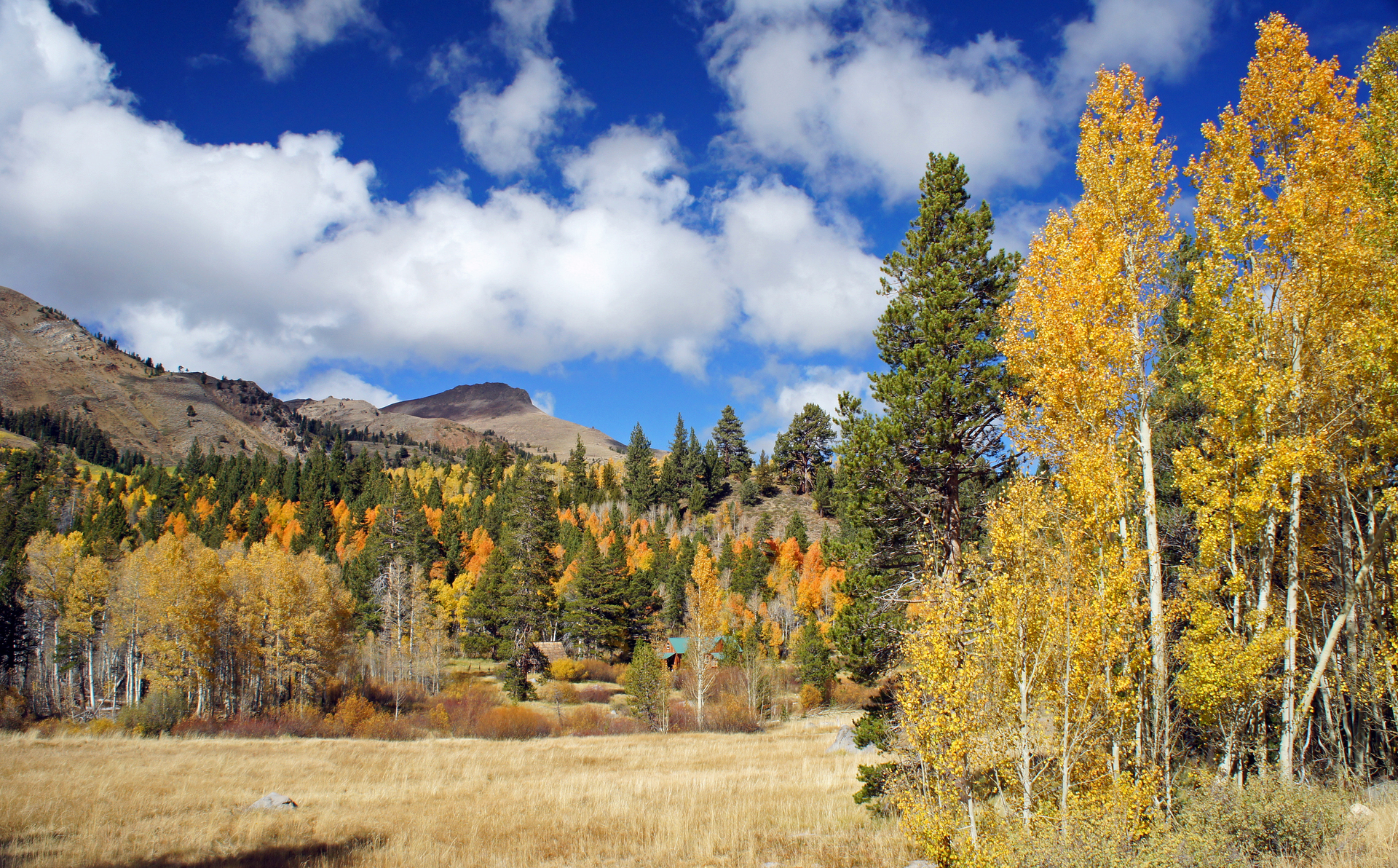 fall colors near Carson Pass, south of Lake Tahoe, California